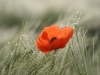 3eme prix couleur-Bernard MARTIN Coquelicot